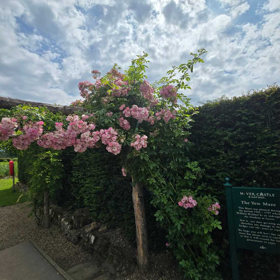 Pink climbing roses trained over a clipped hedge in Hever Castle's gardens