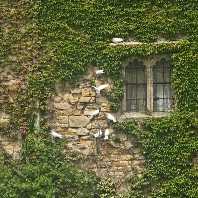 Ivy growing across the sandstone wall around a mullioned window at Hever Castle
