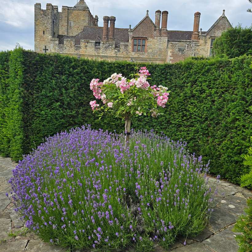 A bed of lavender and a standard rose in the gardens at Hever Castle